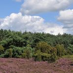 In der Lüneburger Heide 05