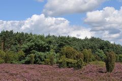 In der Lüneburger Heide 05