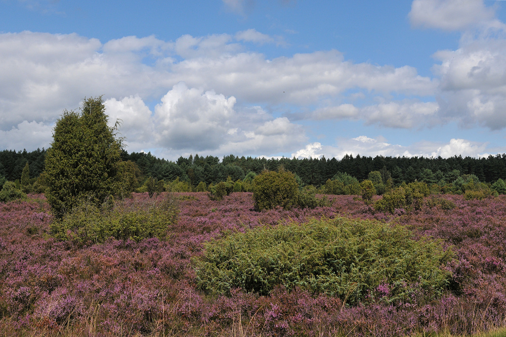 In der Lüneburger Heide 06