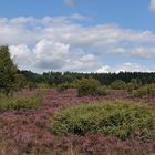 In der Lüneburger Heide 06