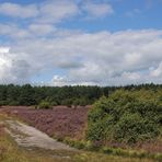 In der Lüneburger Heide 07