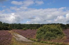 In der Lüneburger Heide 07