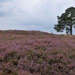 In der Lüneburger Heide 08