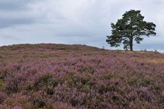 In der Lüneburger Heide 08