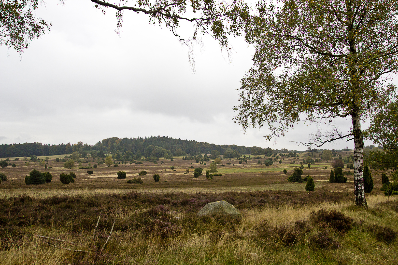 In der Lüneburger Heide