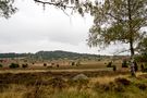 In der Lüneburger Heide von Ristl Manfred 