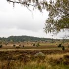 In der Lüneburger Heide