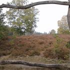 in der Lüneburger Heide