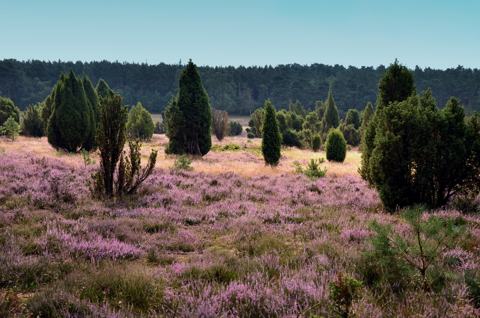 In der Lüneburger Heide....