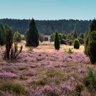 In der Lüneburger Heide....