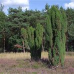 In der Lüneburger Heide ?