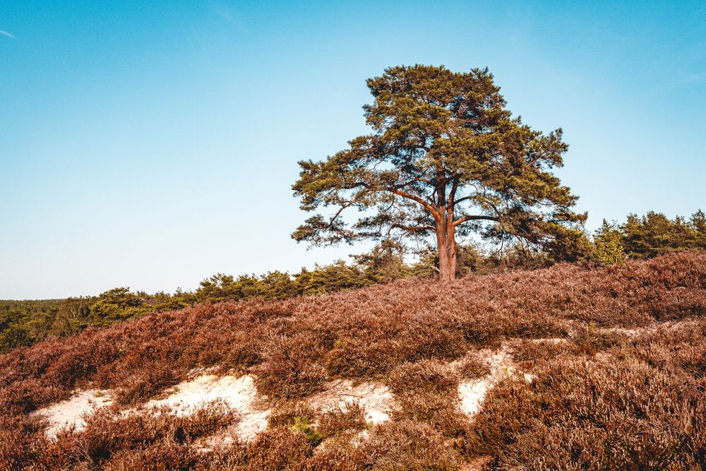 In der Lüneburger Heide