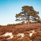 In der Lüneburger Heide