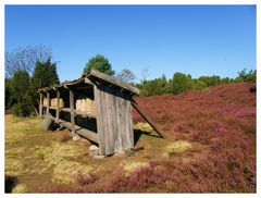 In der Lüneburger Heide