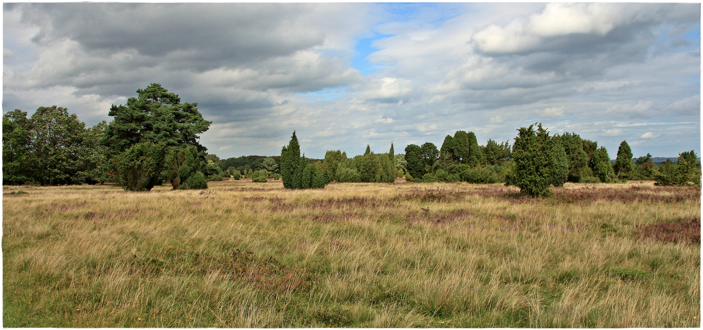 In der Lüneburger Heide bei Wilsede / Steingrund