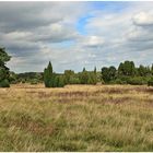 In der Lüneburger Heide bei Wilsede / Steingrund