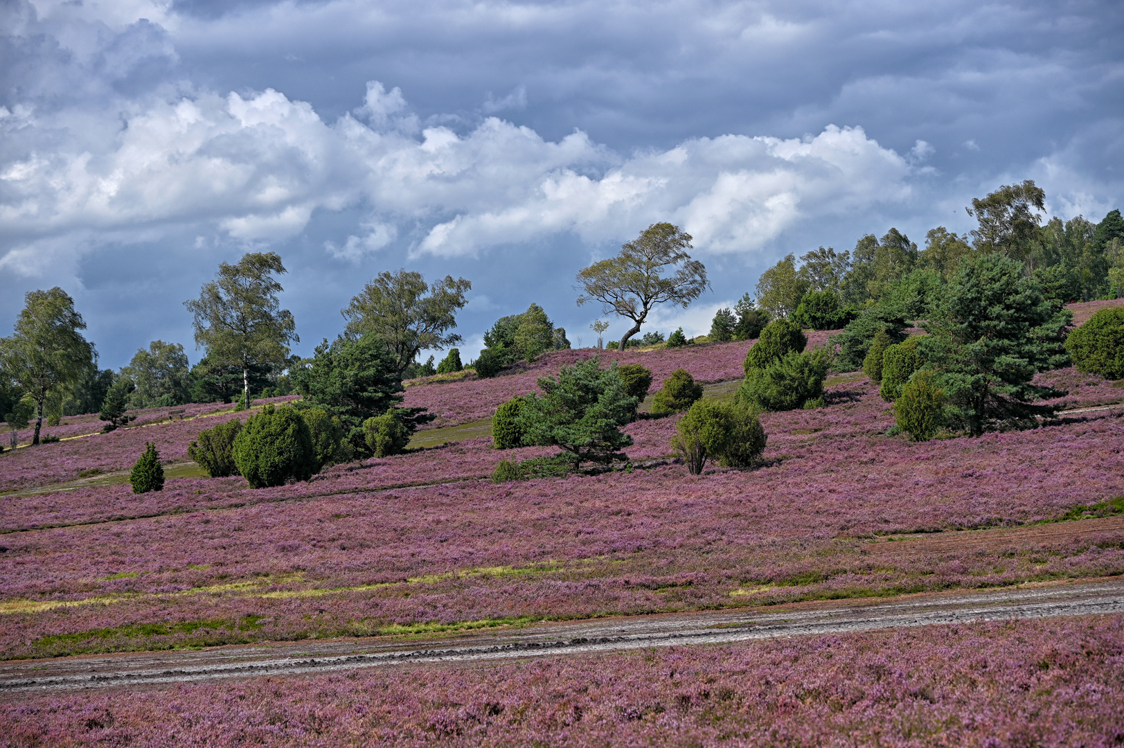 in der Lüneburger Heide...