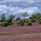 in der Lüneburger Heide...