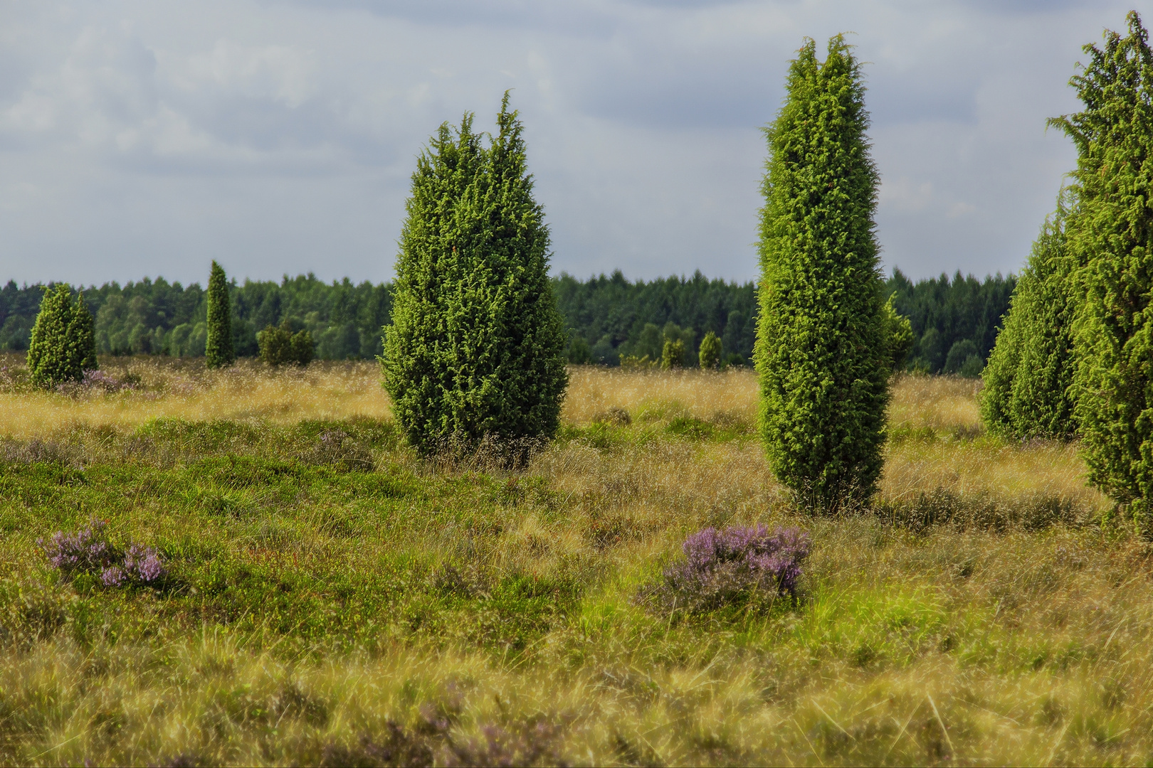 In der Lüneburger Heide