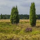 In der Lüneburger Heide