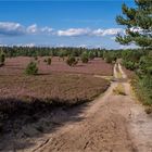 In der Lüneburger Heide