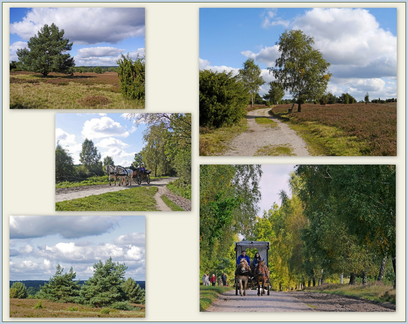 In der Lüneburger Heide ...