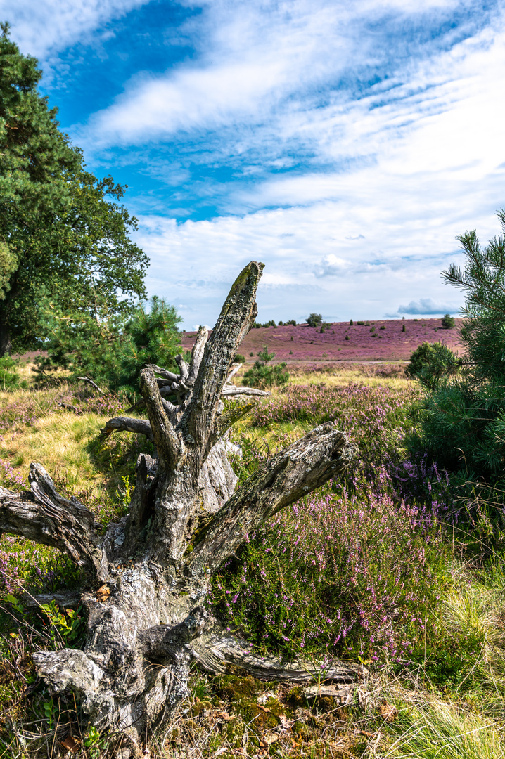 in der Lüneburger Heide