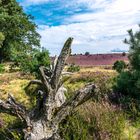 in der Lüneburger Heide