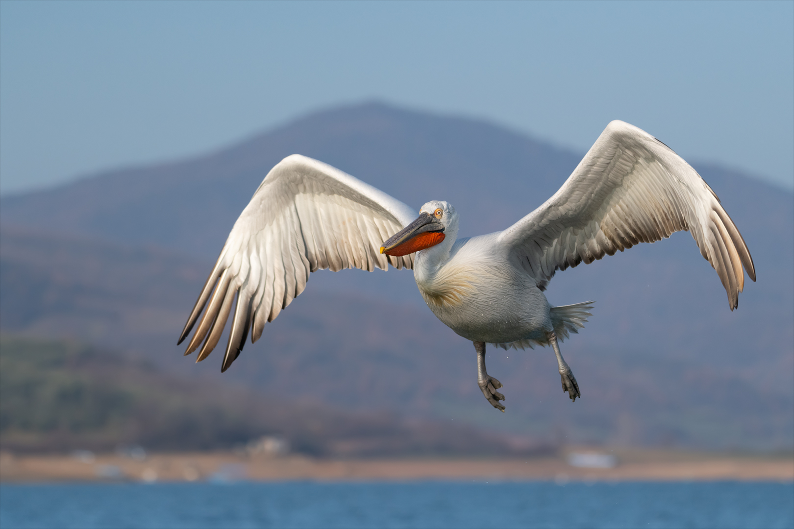 In der Luft! Foto & Bild | tiere, wildlife, wild lebende ...