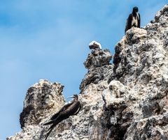 In der Luft ein Akrobat, auf dem Boden ein Tölpel.   _DSC9418