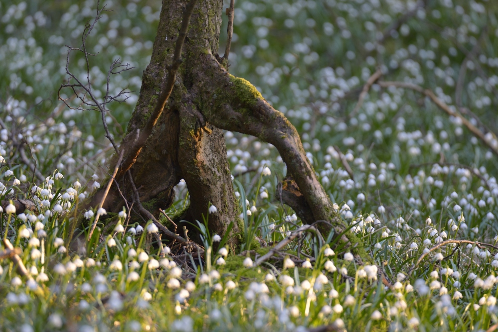 in der Märzenbecherwiese