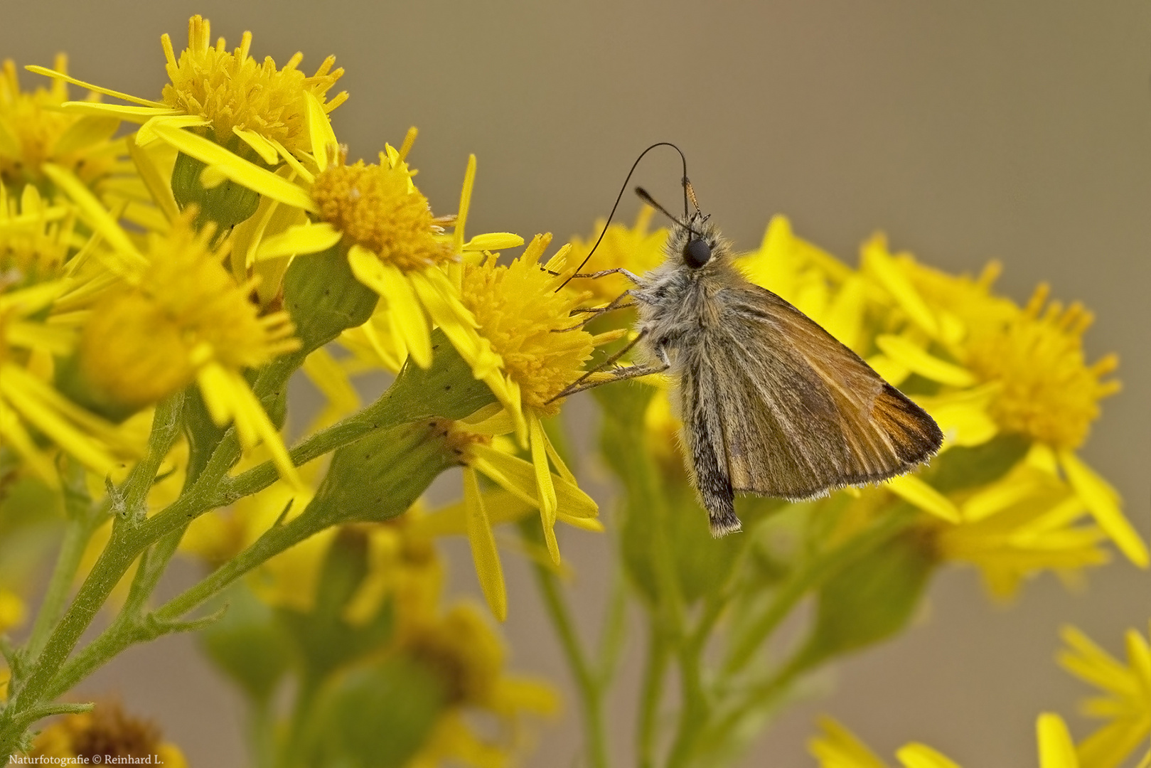 In der Margeritenwiese  11