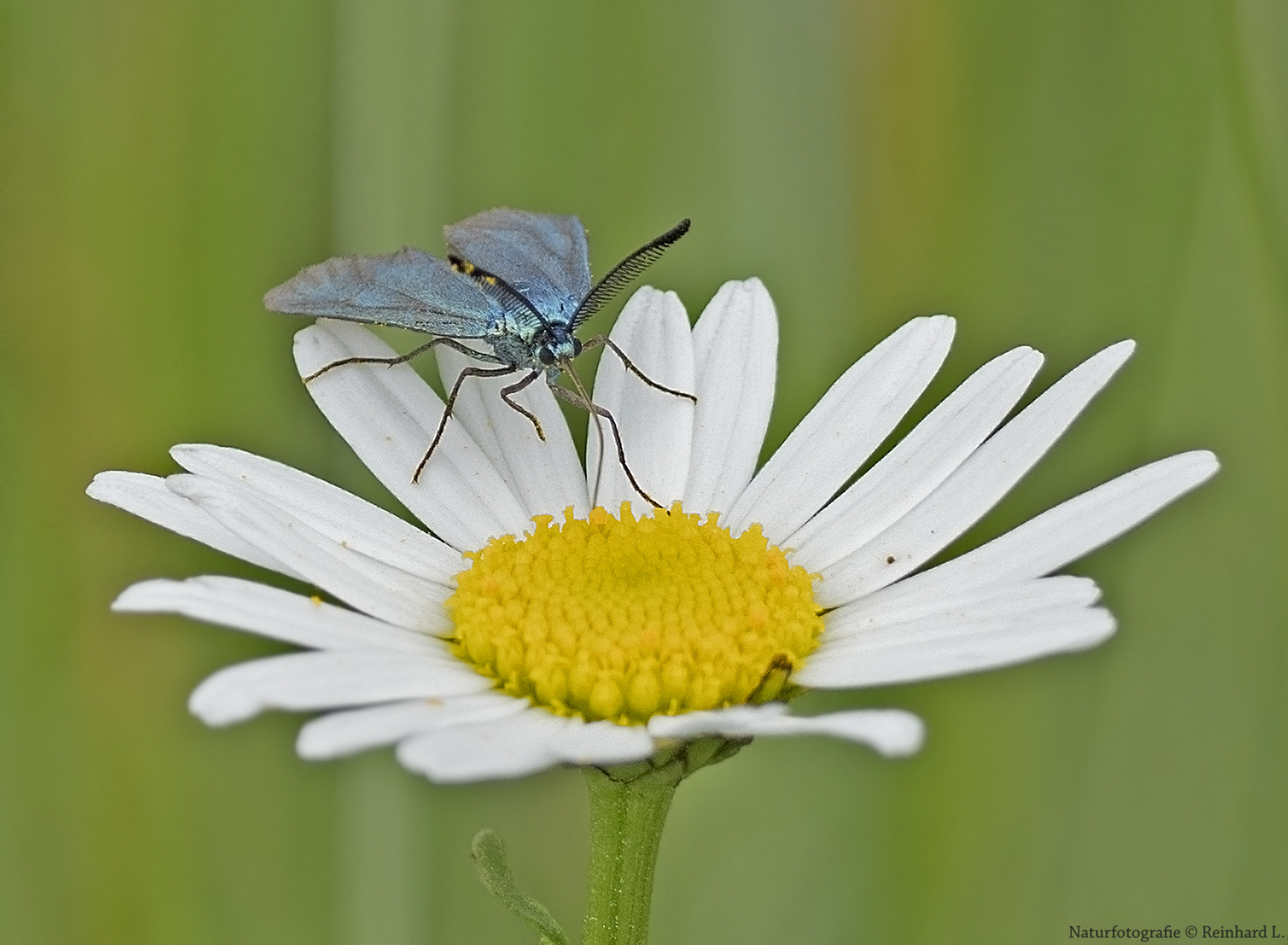 In der Margeritenwiese 2