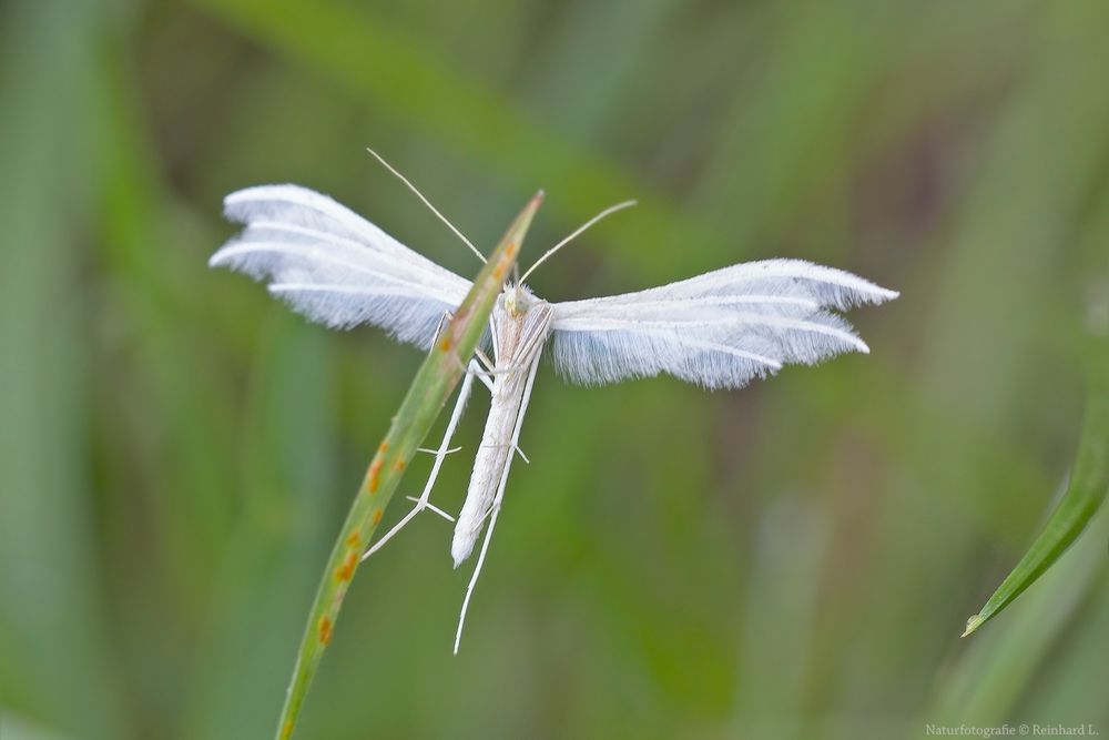  In der Margeritenwiese 2