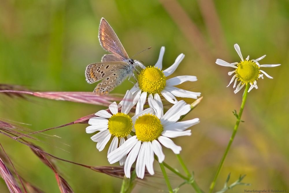 In der Margeritenwiese 3