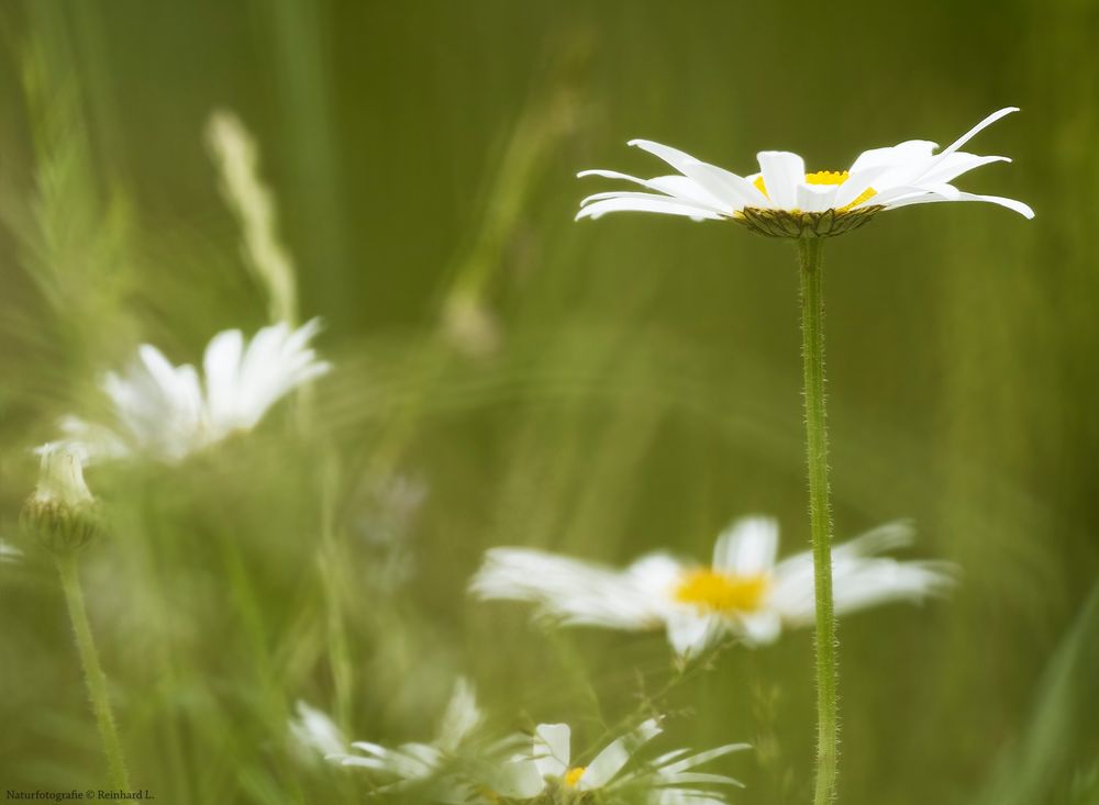  In der Margeritenwiese