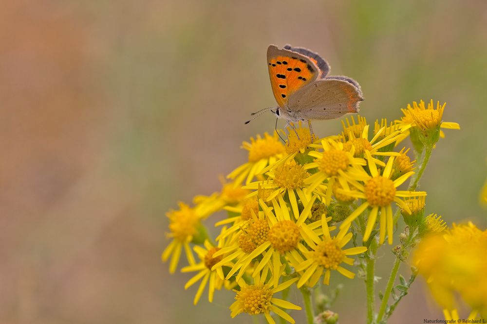 In der Margeritenwiese 7 