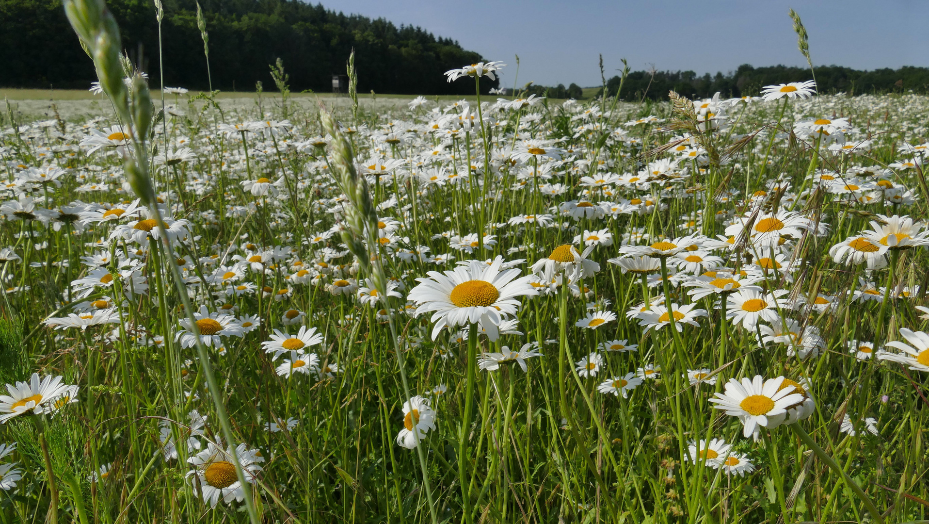 ...in der Margeritenwiese...