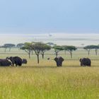 In der Masai Mara