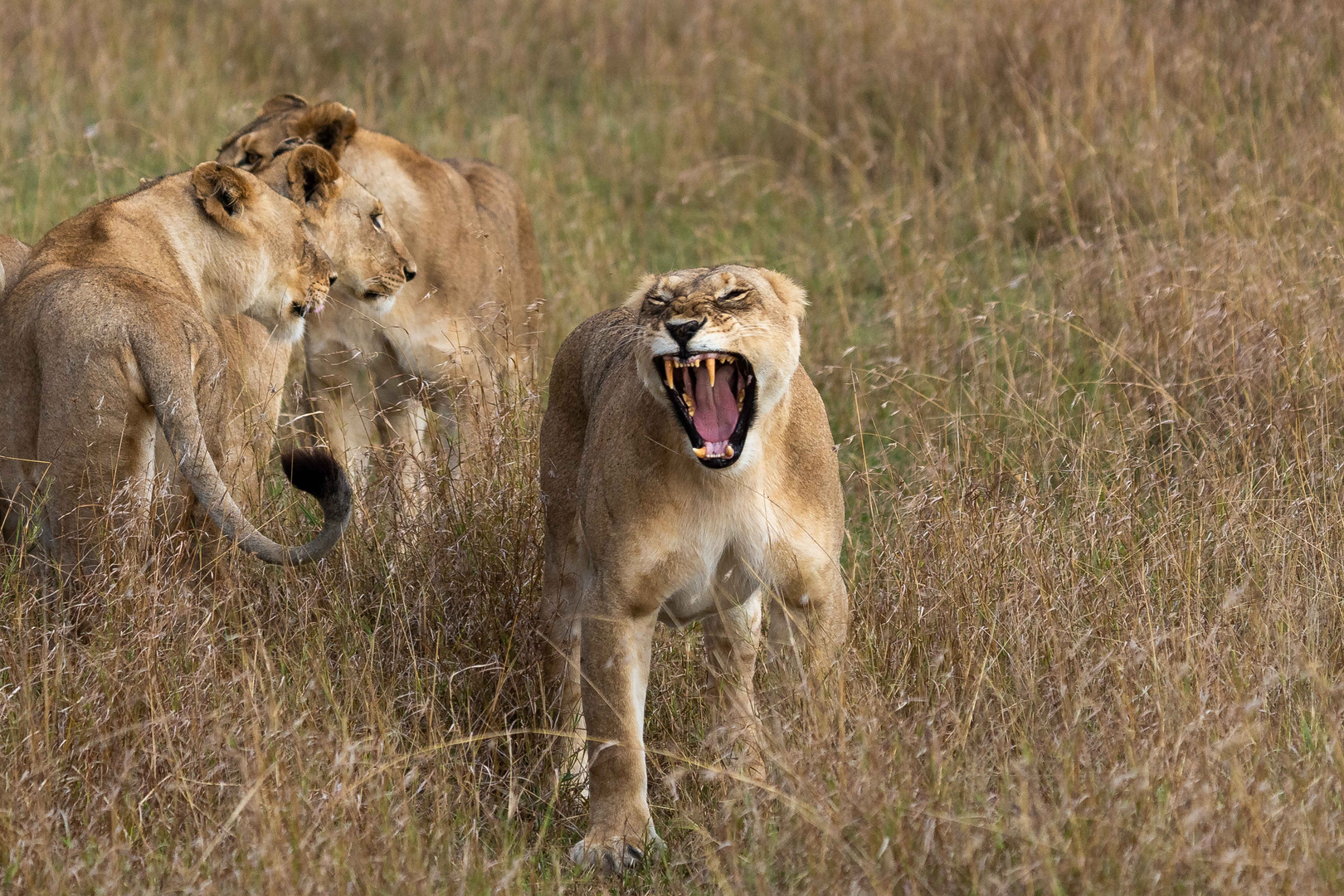 in der Masai Mara