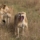 in der Masai Mara