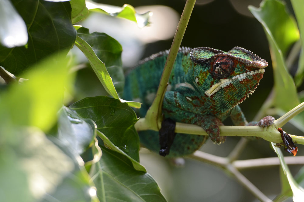 In der Masoalahalle im Zoo Zürich