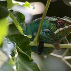 In der Masoalahalle im Zoo Zürich