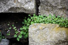 In der Mauer