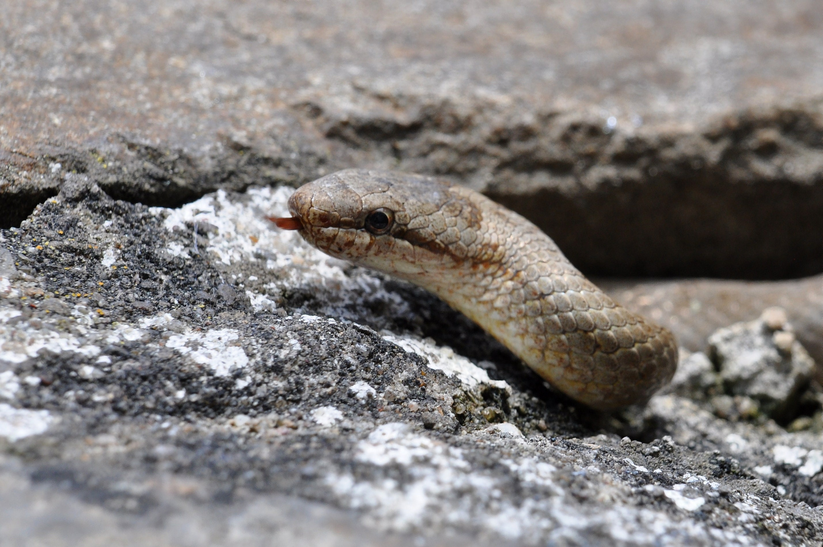 In der Mauer auf der Lauer Foto & Bild tiere, wildlife, amphibien & reptilien Bilder auf