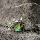 In der Mauer wohnen und wachsen