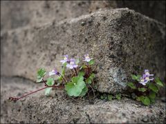 In der Mauer wohnen und wachsen