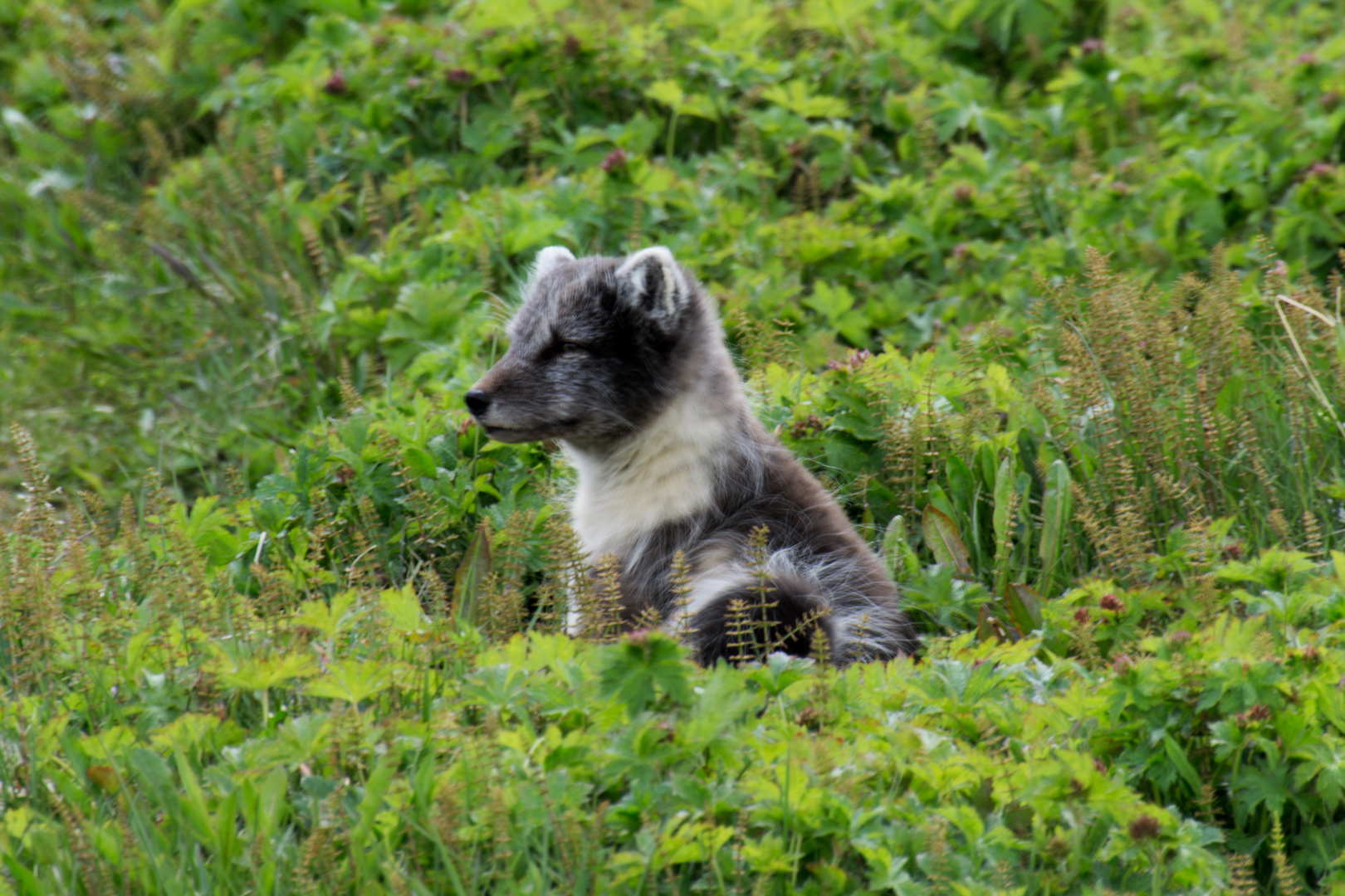 in der Mauser Foto & Bild fotos, nature, natur Bilder auf