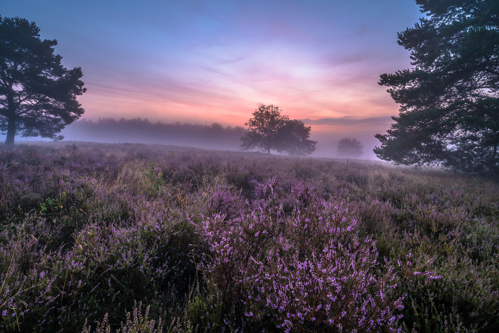 ... in der Mehlinger Heide ....