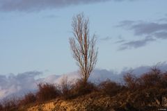 in der Mitte - der Baum